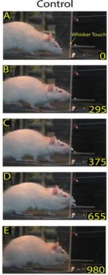 Whisker and Nose Tactile Sense Guide Rat Behavior in a Skilled Reaching Task